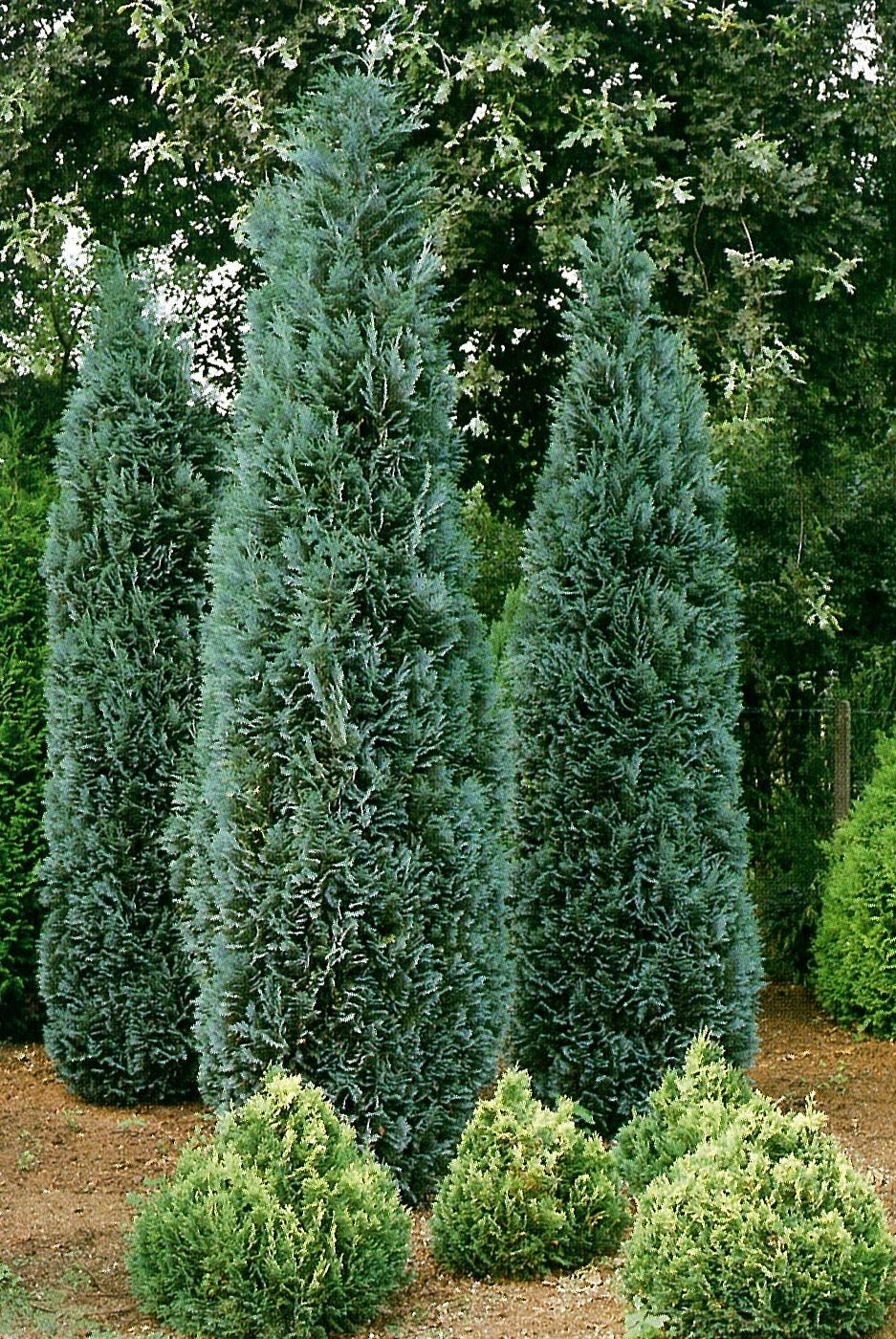 Chamaecyparis lawsoniana 'Columnaris'